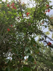 Amphilophium buccinatorium