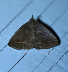 Zanclognatha obscuripennis