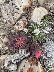 Castilleja angustifolia