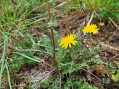 Taraxacum tortilobum