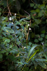 Rhinacanthus gracilis