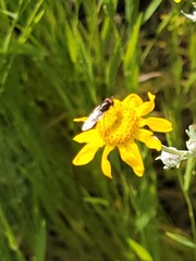 Platycheirus trichopus