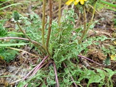 Taraxacum tortilobum