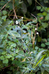 Rhinacanthus gracilis