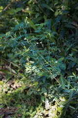 Rhinacanthus gracilis