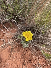 Baileya pleniradiata