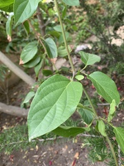 Amphilophium buccinatorium