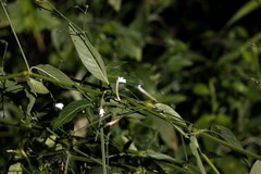 Rhinacanthus gracilis