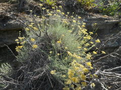 Helichrysum italicum