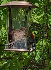 Melanerpes rubricapillus
