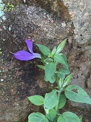 Dicliptera minor minor