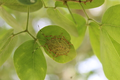 Chlorocoris distinctus