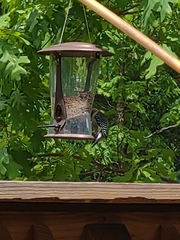Melanerpes rubricapillus