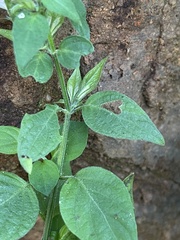 Dicliptera minor minor