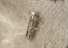 Epicephala lanceolaria