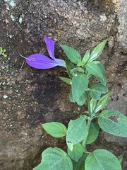 Dicliptera minor minor