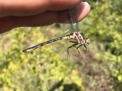 Phanogomphus spicatus
