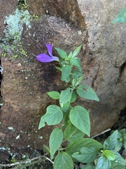 Dicliptera minor minor