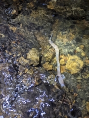 Proteus anguinus anguinus
