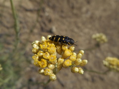 Acmaeodera quadrifasciata quadrifasciata
