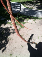 Masticophis flagellum piceus