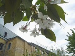 Prunus speciosa
