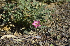 Lecanophora