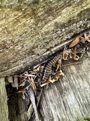 Arthrophaga myriapodina