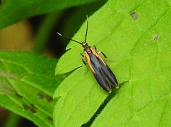 Mathildana newmanella