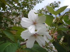 Prunus speciosa