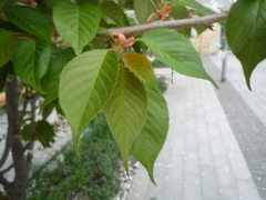 Prunus speciosa