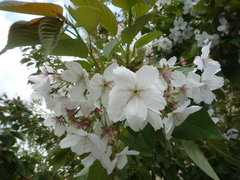 Prunus speciosa