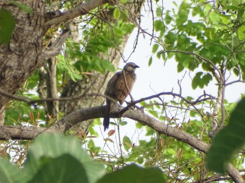 Brown Babbler