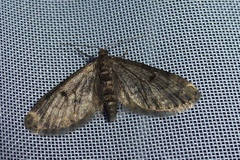 Eupithecia indigata