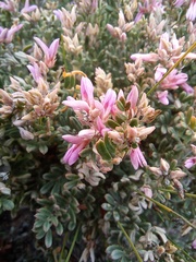 Indigofera praetermissa