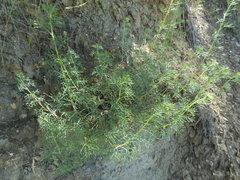 Artemisia alba