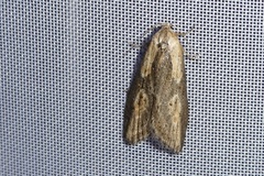 Doloploca punctulana