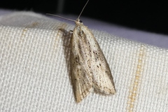 Doloploca punctulana