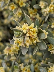 Thymelaea tartonraira