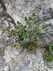 Thymelaea tartonraira
