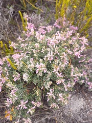 Indigofera praetermissa