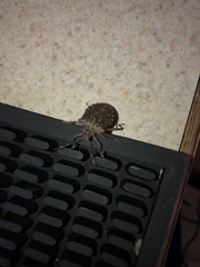 Halyomorpha halys