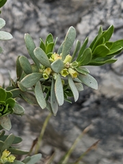 Thymelaea tartonraira
