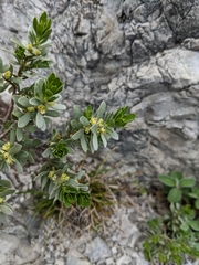 Thymelaea tartonraira