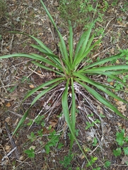 Yucca rupicola