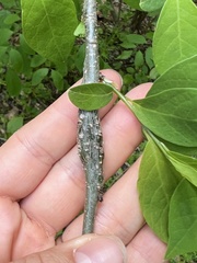 Neolasioptera linderae