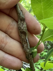 Neolasioptera linderae