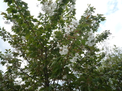 Prunus speciosa