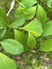 Neolasioptera linderae