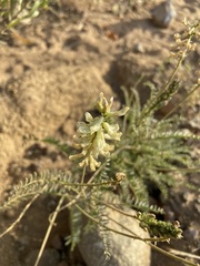 Astragalus trichopodus